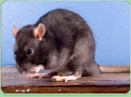 rat control Cleethorpes