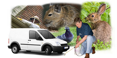 Cleethorpes local van